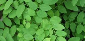 Trị nám bằng rau ngót hiệu quả bất ngờ
