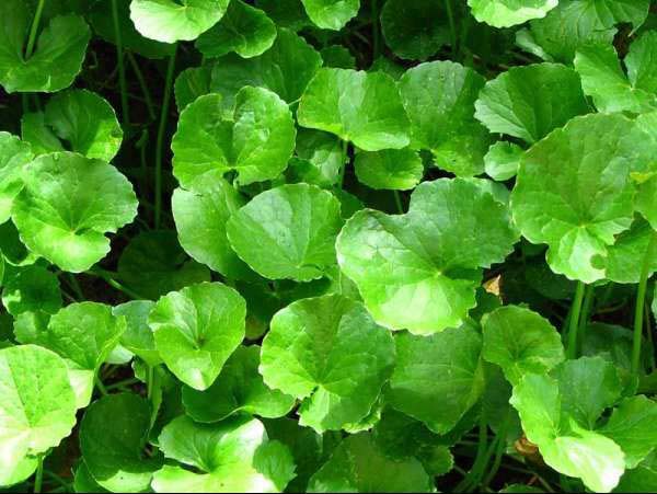 cách trị nám da hiều quả nhất