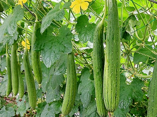 nen-an-gi-de-khong-phai-uong-thuoc-tri-nam-2