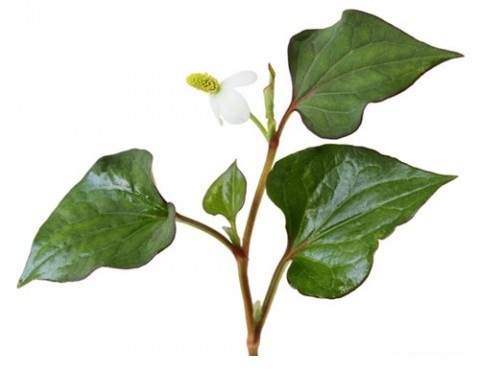 cách trị nám